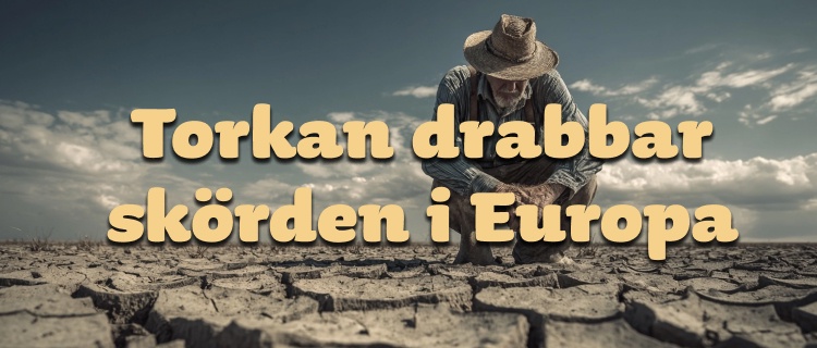Europas torka slår hårt mot skörden