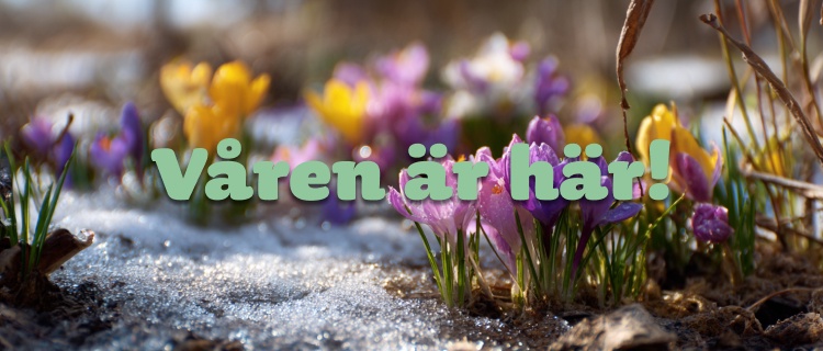 Våren är här - hit kom den först!